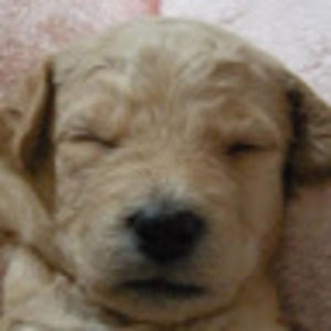 Meet your Posher, Brie